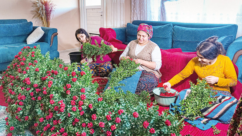 Kokinanın zorlu serüveni