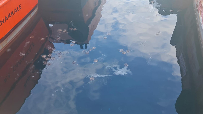 Çanakkale Boğazında müsilaj Uzman isim: Durumu yakından takip ediyoruz