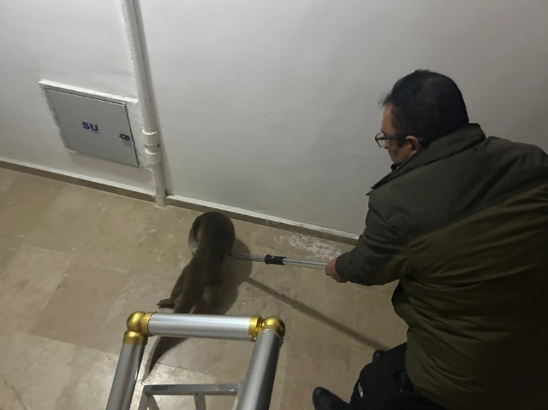 Nereden geldi, nasıl girdi kimse anlamadı Sivasta apartman sakinleri şaşkına döndü