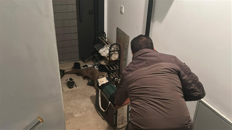 Nereden geldi, nasıl girdi kimse anlamadı Sivasta apartman sakinleri şaşkına döndü