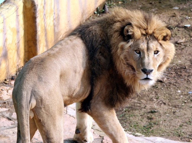 Türkiyenin en büyük hayvanat bahçesinde ziyaretçi rekoru kırıldı