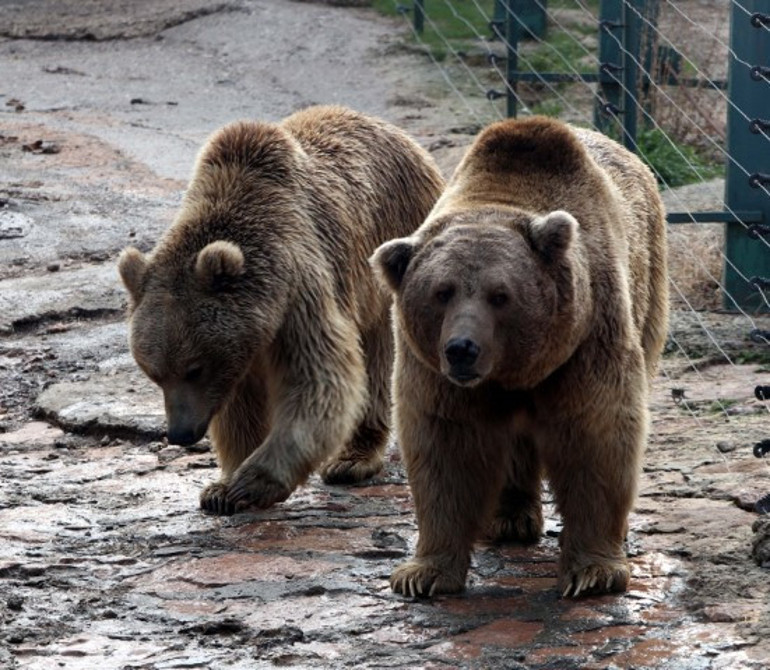 Türkiyenin en büyük hayvanat bahçesinde ziyaretçi rekoru kırıldı