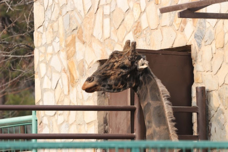 Türkiyenin en büyük hayvanat bahçesinde ziyaretçi rekoru kırıldı