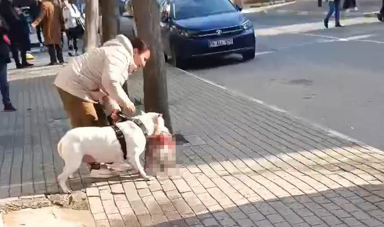 Pitbull, sokak kedisini parçalamıştı Köpeğin sahibi tutuklandı