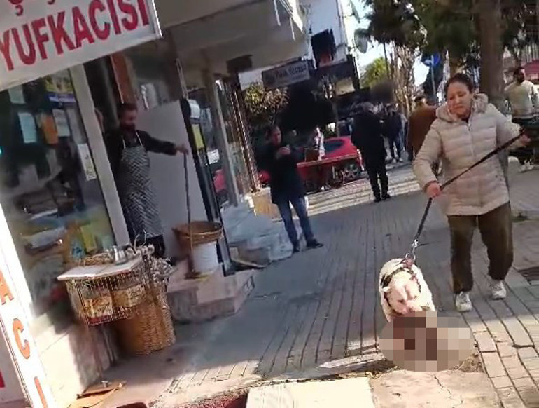 Pitbull, sokak kedisini parçalamıştı Köpeğin sahibi tutuklandı