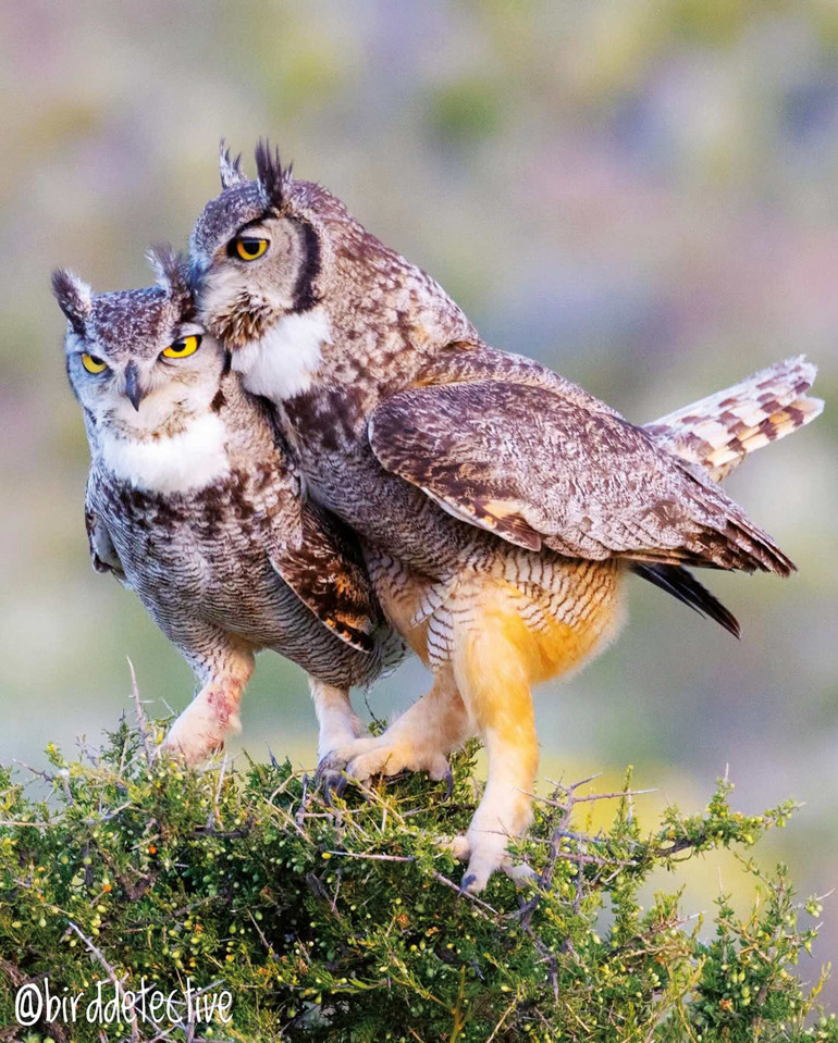 Macellan puhusu ve İber vaşağından güzel, Marmara’dan kötü haber