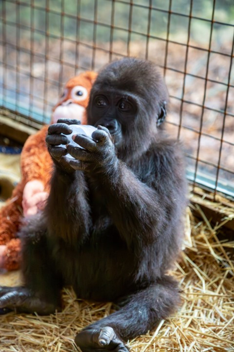 İstanbulda yakalanan goril yavrusuna isim aranıyor