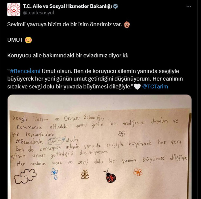 Kargo kolisinde bulunmuştu... Yavru gorile 20 binin üzerinde isim önerildi
