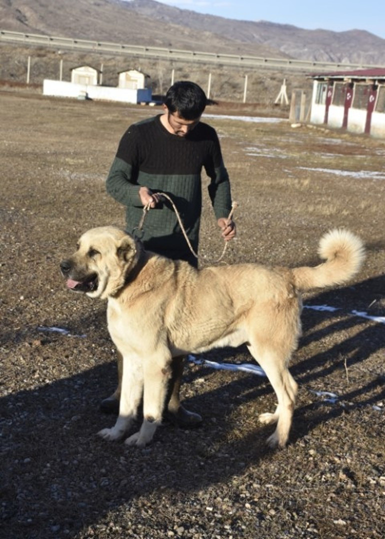 Kangal köpeği sevdası onu girişimci yaptı: Üretim çiftliği kurdu... Bu işteki en başarılı ırk