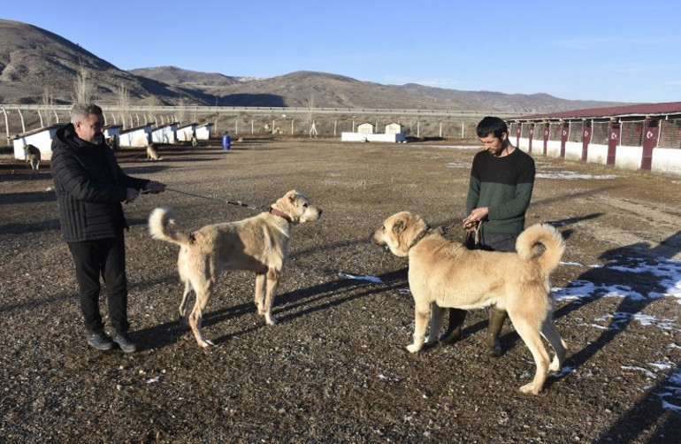 Kangal köpeği sevdası onu girişimci yaptı: Üretim çiftliği kurdu... Bu işteki en başarılı ırk