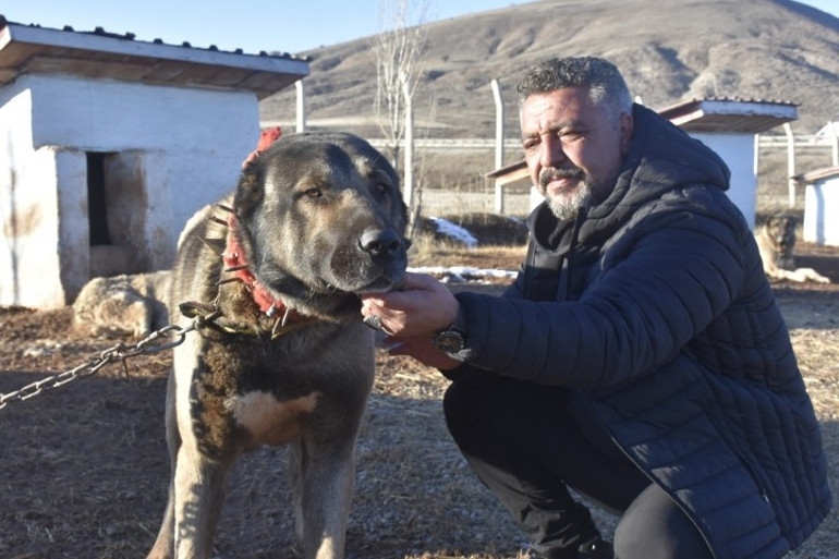Kangal köpeği sevdası onu girişimci yaptı: Üretim çiftliği kurdu... Bu işteki en başarılı ırk