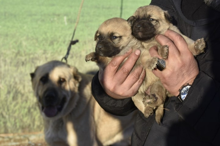 Kangal köpeği sevdası onu girişimci yaptı: Üretim çiftliği kurdu... Bu işteki en başarılı ırk