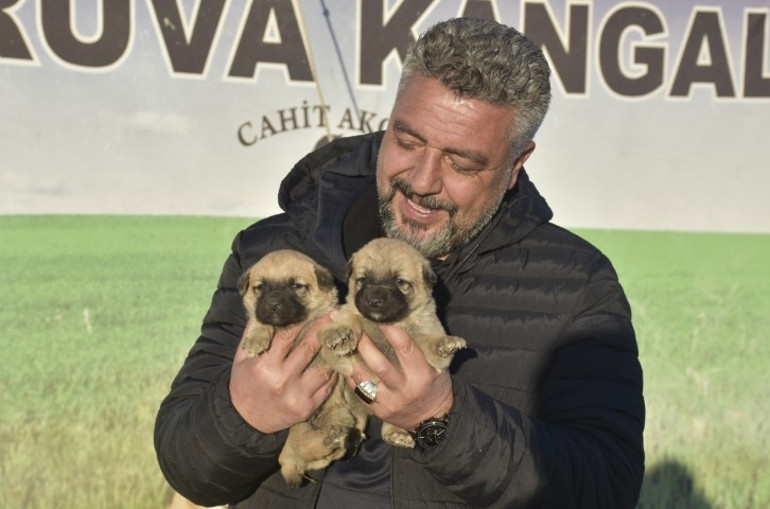 Kangal köpeği sevdası onu girişimci yaptı: Üretim çiftliği kurdu... Bu işteki en başarılı ırk