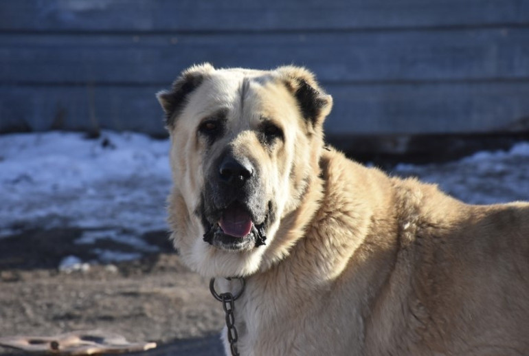 Kangal köpeği sevdası onu girişimci yaptı: Üretim çiftliği kurdu... Bu işteki en başarılı ırk