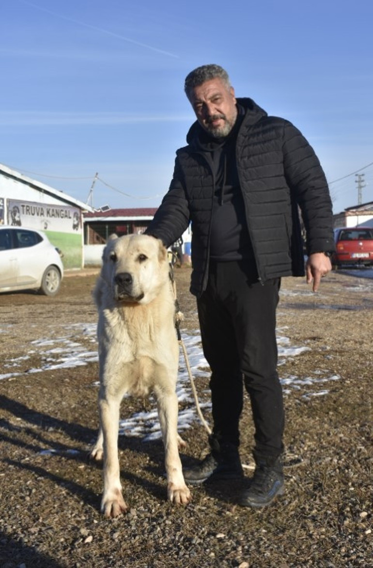 Kangal köpeği sevdası onu girişimci yaptı: Üretim çiftliği kurdu... Bu işteki en başarılı ırk