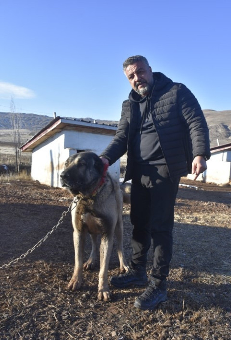Kangal köpeği sevdası onu girişimci yaptı: Üretim çiftliği kurdu... Bu işteki en başarılı ırk