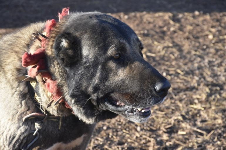Kangal köpeği sevdası onu girişimci yaptı: Üretim çiftliği kurdu... Bu işteki en başarılı ırk