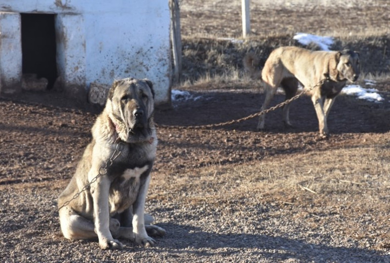 Kangal köpeği sevdası onu girişimci yaptı: Üretim çiftliği kurdu... Bu işteki en başarılı ırk