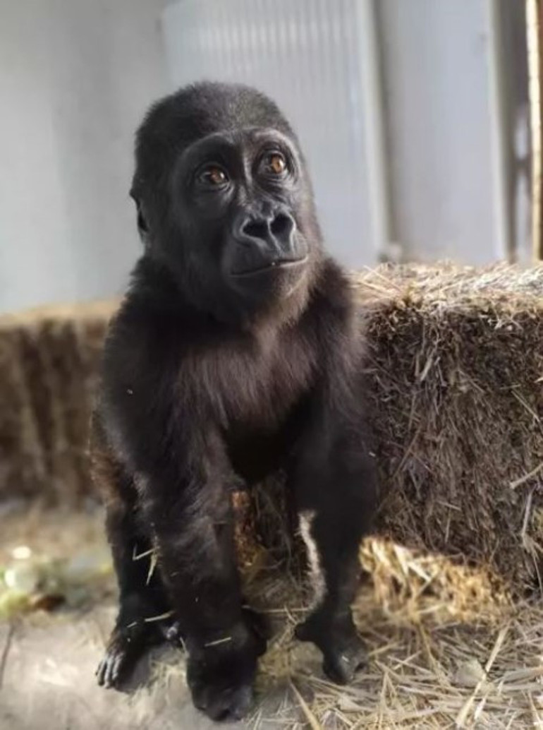 Bakanlık vatandaşlara sormuştu... Havalimanında bulunan yavru gorilin ismi belli oldu