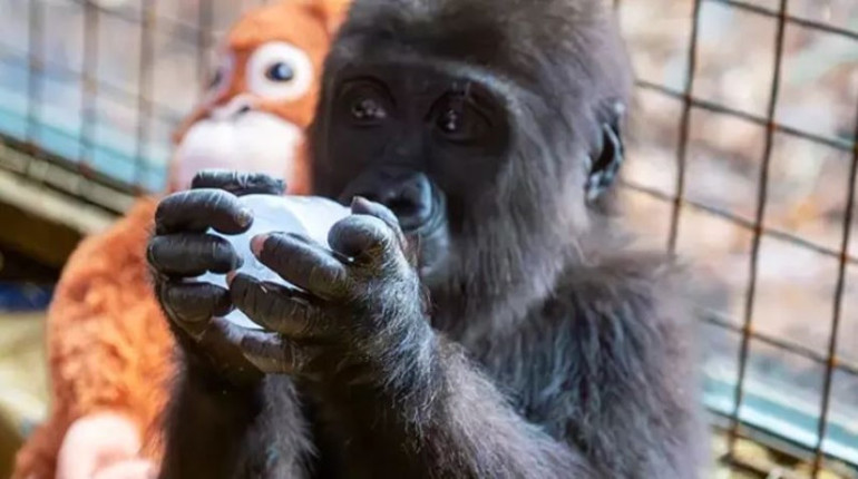 Bakanlık vatandaşlara sormuştu... Havalimanında bulunan yavru gorilin ismi belli oldu