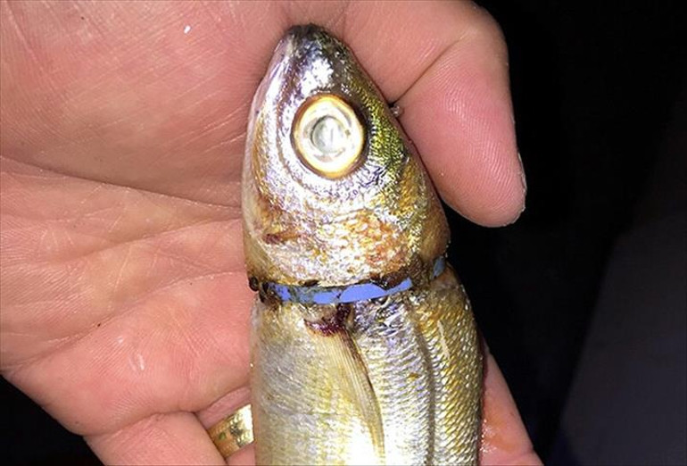 Araştırma sonuçları korkuttu: Yüzde 99unda mikroplastik bulundu Hangi balıklar daha riskli