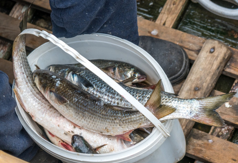 Araştırma sonuçları korkuttu: Yüzde 99unda mikroplastik bulundu Hangi balıklar daha riskli