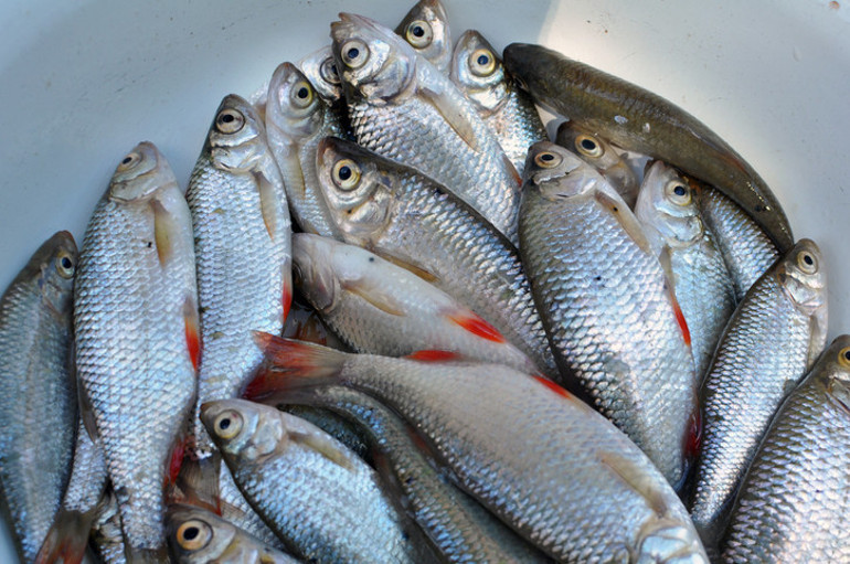 Araştırma sonuçları korkuttu: Yüzde 99unda mikroplastik bulundu Hangi balıklar daha riskli