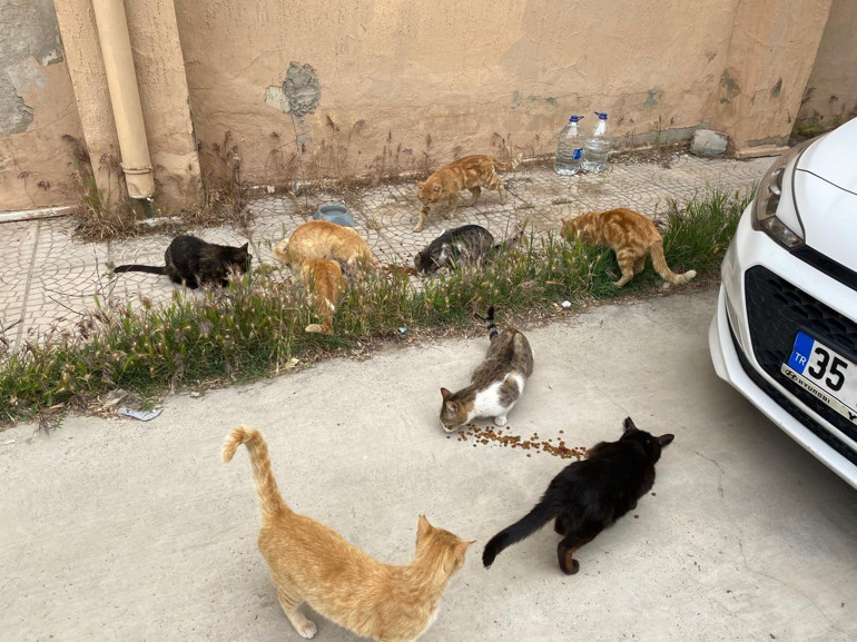 Okul bahçesinde kedi mahallesi