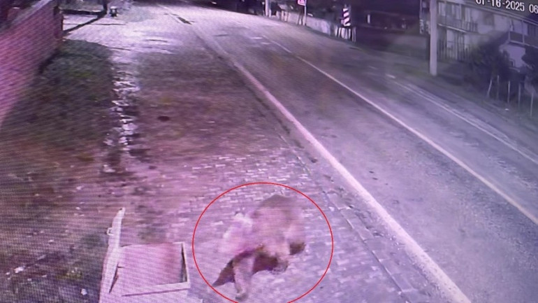 Vatandaşlar uyarıldı Çit devrilince firar etti, ekipler peşine düştü... Sokakta yiyecek ararken görüntülendi