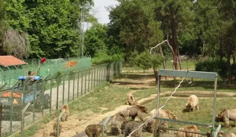 Vatandaşlar uyarıldı Çit devrilince firar etti, ekipler peşine düştü... Sokakta yiyecek ararken görüntülendi