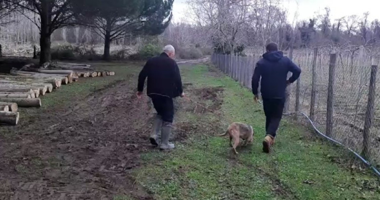 Vatandaşlar uyarıldı Çit devrilince firar etti, ekipler peşine düştü... Sokakta yiyecek ararken görüntülendi