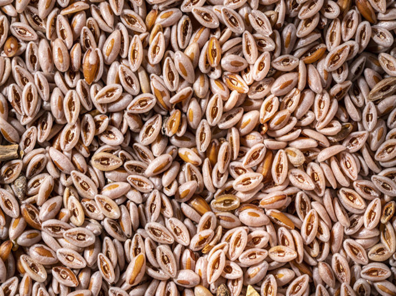 Kendi küçük etkisi büyük Karnıyarık otu yüzyıllardır geleneksel tıpta kullanılıyor, faydaları saymakla bitmiyor