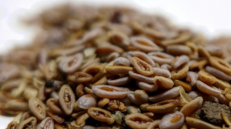 Kendi küçük etkisi büyük Karnıyarık otu yüzyıllardır geleneksel tıpta kullanılıyor, faydaları saymakla bitmiyor