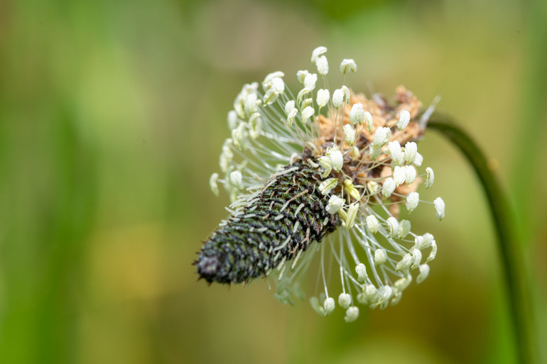 Kendi küçük etkisi büyük Karnıyarık otu yüzyıllardır geleneksel tıpta kullanılıyor, faydaları saymakla bitmiyor