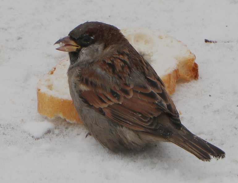 Erzurumda hava sıcaklığı eksi 13,6 dereceye kadar düştü