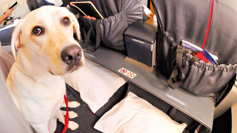 Yolcular için güvenli uçuş rehberi