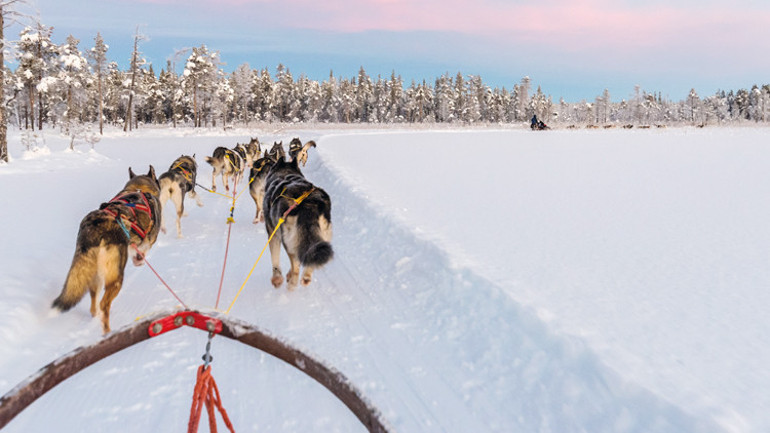Kızak köpeği değilse kış saatinden etkilenmiyor