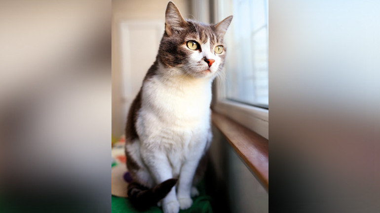 Kızak köpeği değilse kış saatinden etkilenmiyor