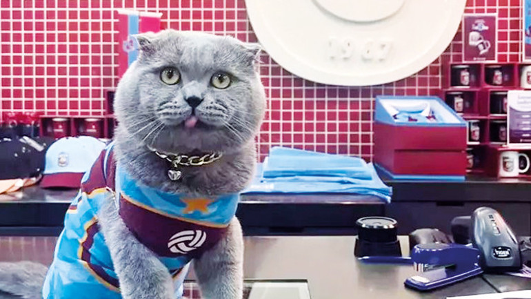 Kızak köpeği değilse kış saatinden etkilenmiyor