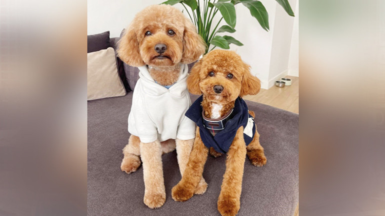 Kızak köpeği değilse kış saatinden etkilenmiyor