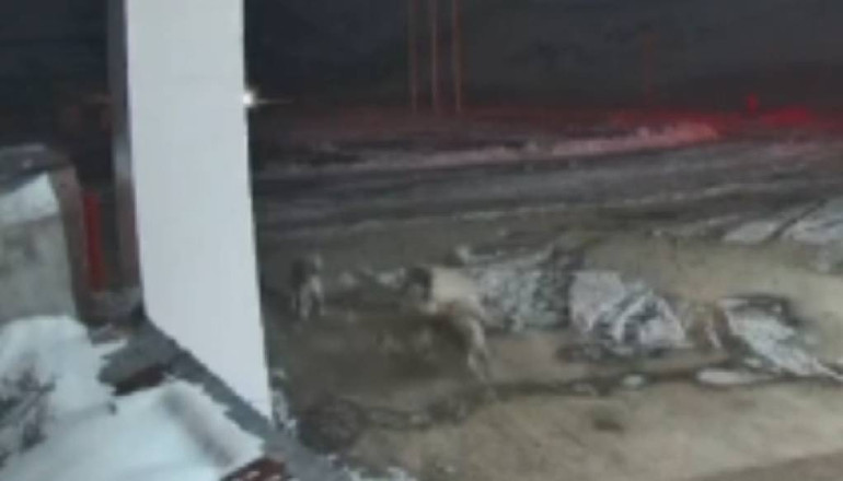 Sivasta kurt sürüsü Kangal köpeklerine saldırdı... O anlar kameralara böyle yansıdı