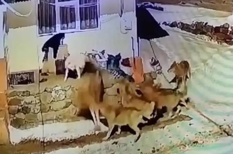 Sivasta kurt sürüsü Kangal köpeklerine saldırdı... O anlar kameralara böyle yansıdı