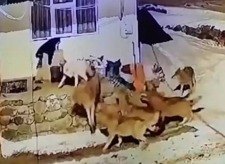 Sivasta kurt sürüsü Kangal köpeklerine saldırdı... O anlar kameralara böyle yansıdı