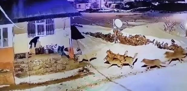 Sivasta kurt sürüsü Kangal köpeklerine saldırdı... O anlar kameralara böyle yansıdı