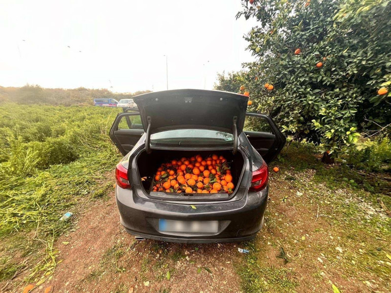 Portakal bahçesine dadanan hırsız suçüstü yakalandı