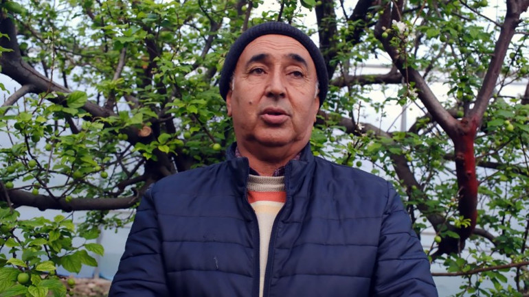 İlk erik hasadı yapıldı... Fiyatı yok artık dedirtiyor Sayarak paketliyorlar