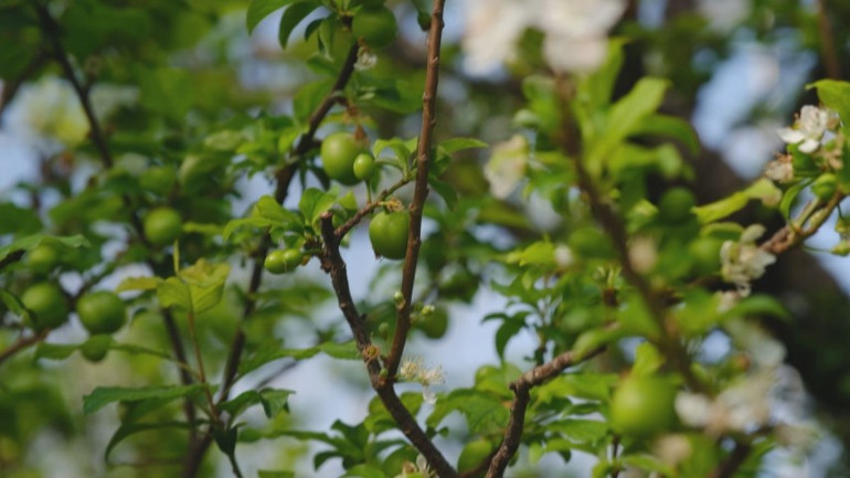 İlk erik hasadı yapıldı... Fiyatı yok artık dedirtiyor Sayarak paketliyorlar