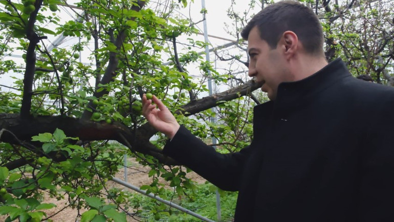 İlk erik hasadı yapıldı... Fiyatı yok artık dedirtiyor Sayarak paketliyorlar