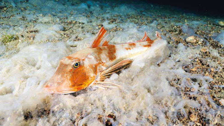 Prof. Öztürk’ten müsilaj açıklaması: Marmara için hâlâ umut var