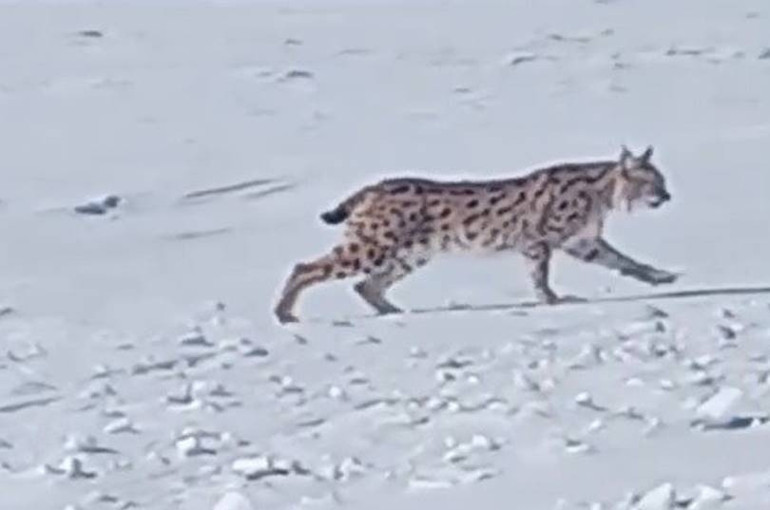 Bayburtlu vatandaş karlı arazide karşılaştı, hayranlıkla kayda aldı: Harika bir hayvan